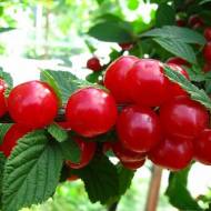 Саджанець Вишня Повстиста